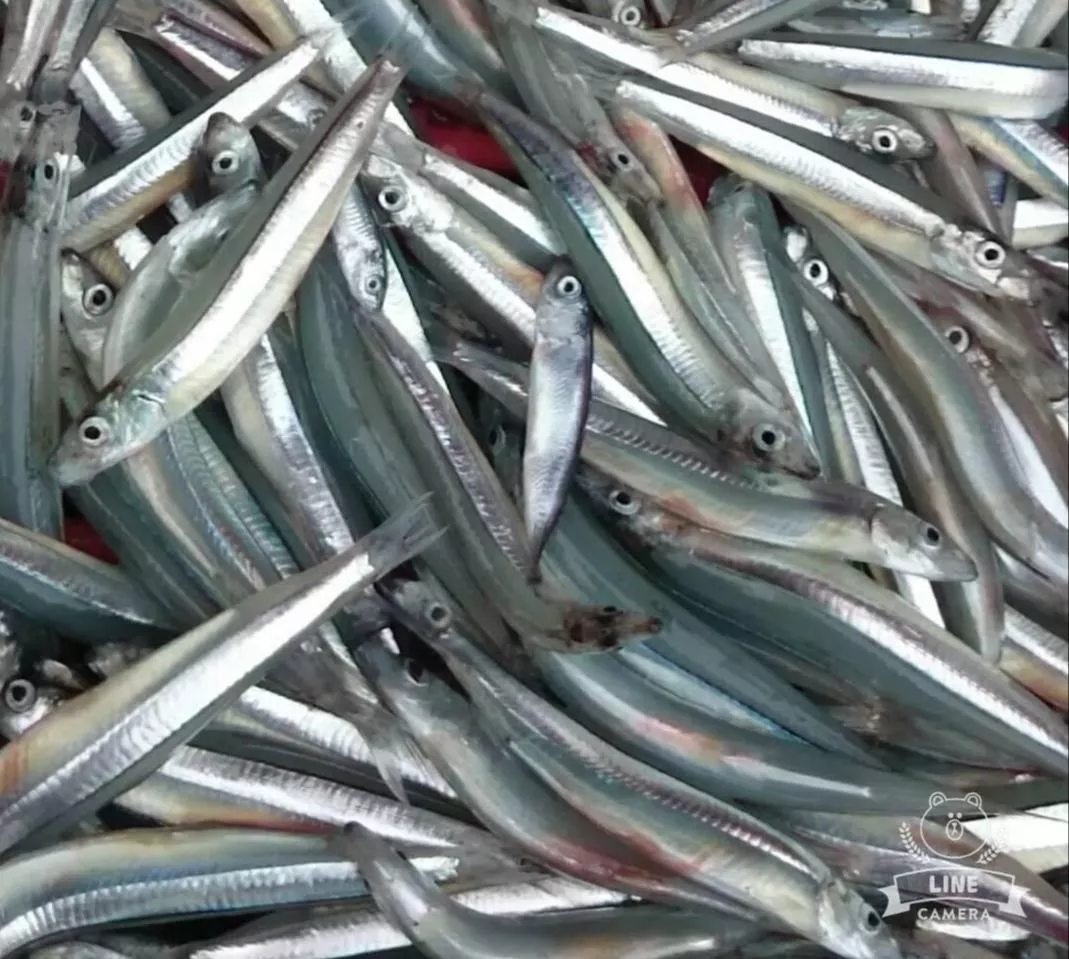 澎湖生丁香魚~補充鈣質好營養