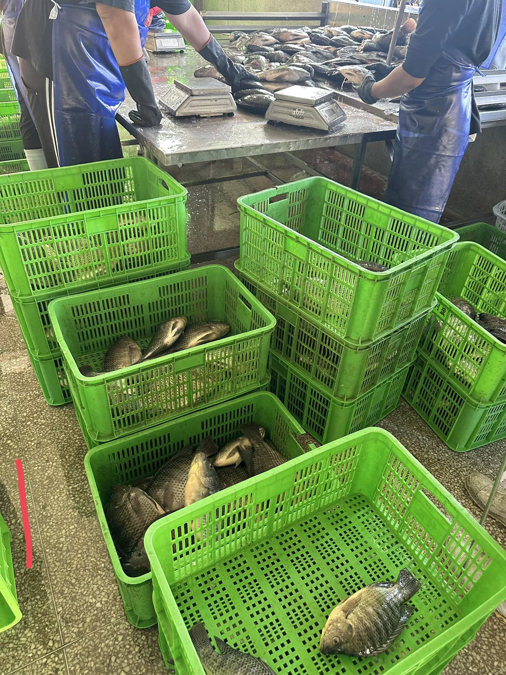 台南鹹水鯛魚(吳郭魚) 三去真空