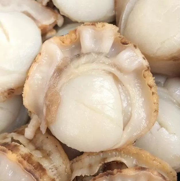 鮮甜帆立貝(約30-40粒) 好吃有嚼勁