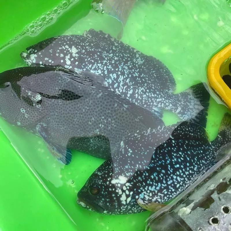 澎湖藍瓜石斑魚 石斑魚界的愛馬仕