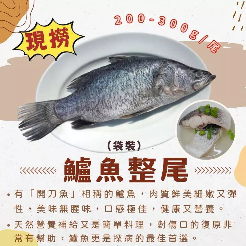 海水鱸魚 地直送 家庭料理