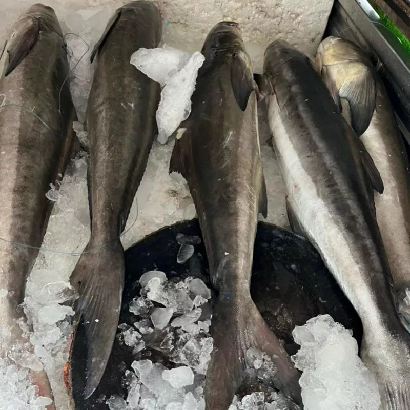 澎湖海鱺魚 魚肉Q彈好吃