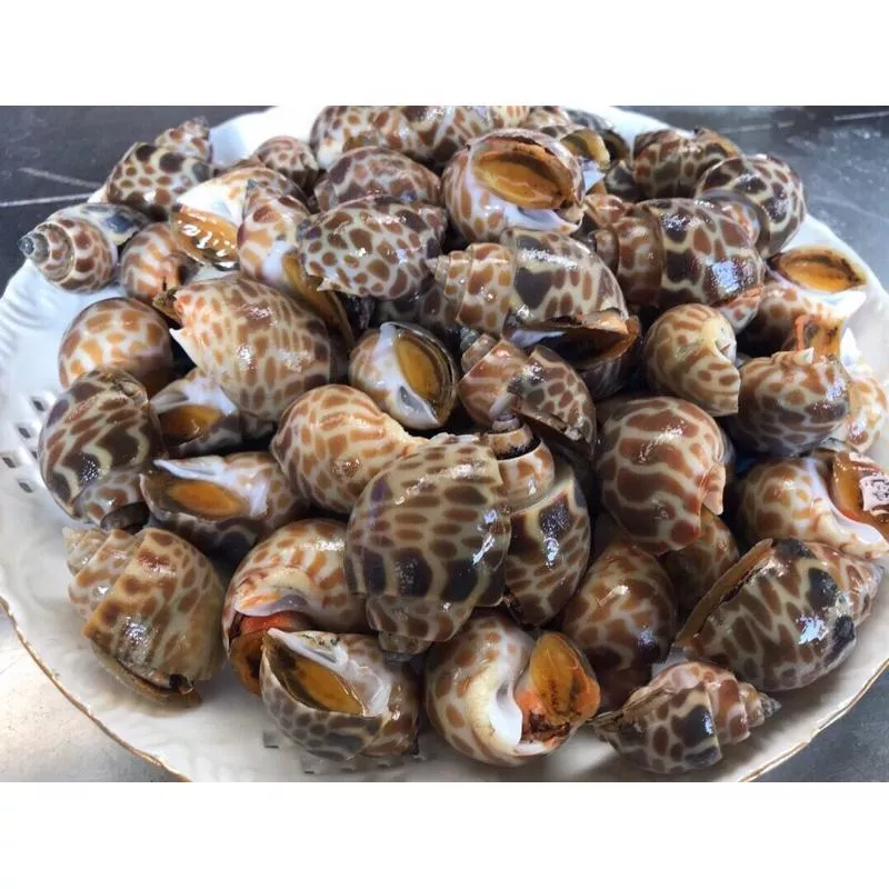 台灣大鳳螺（風螺）新鮮活凍 海味十足