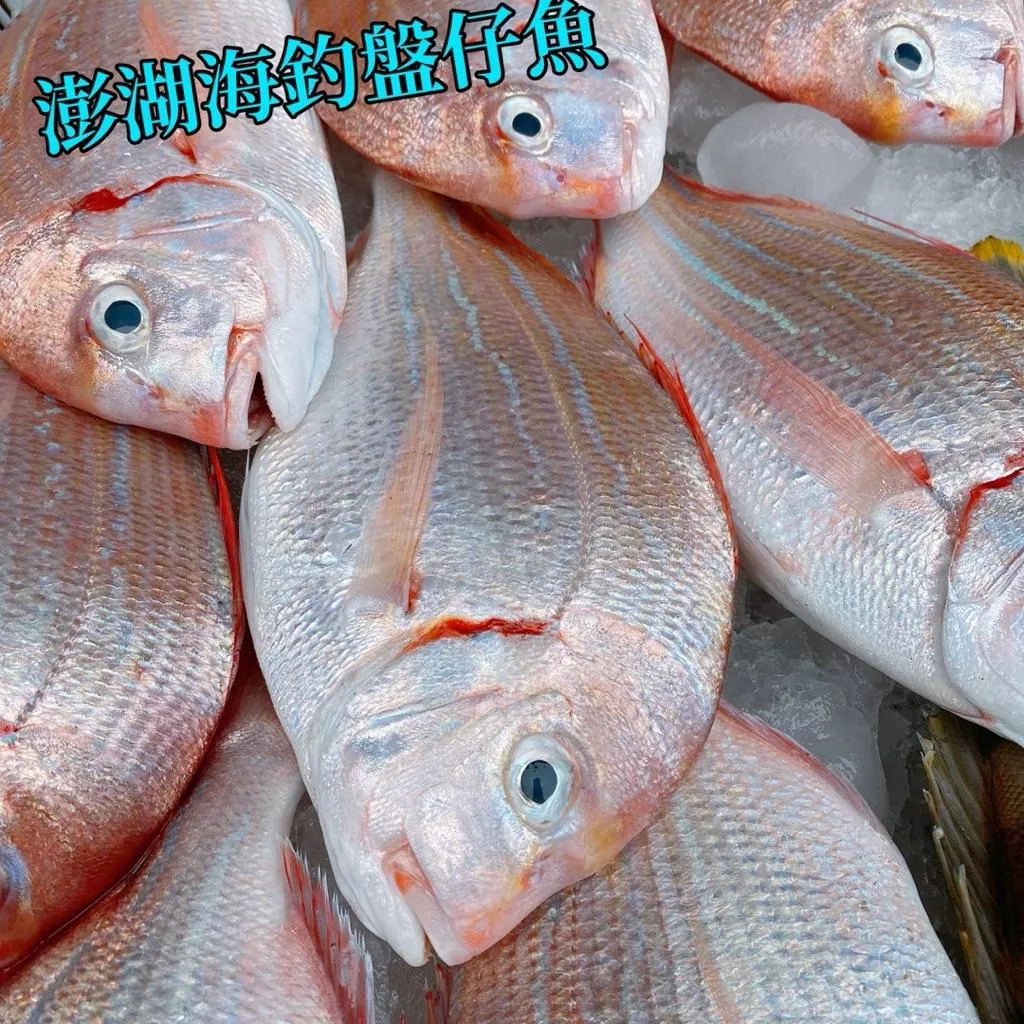 澎湖海釣野生盤仔魚 海釣限定 肉質鮮甜
