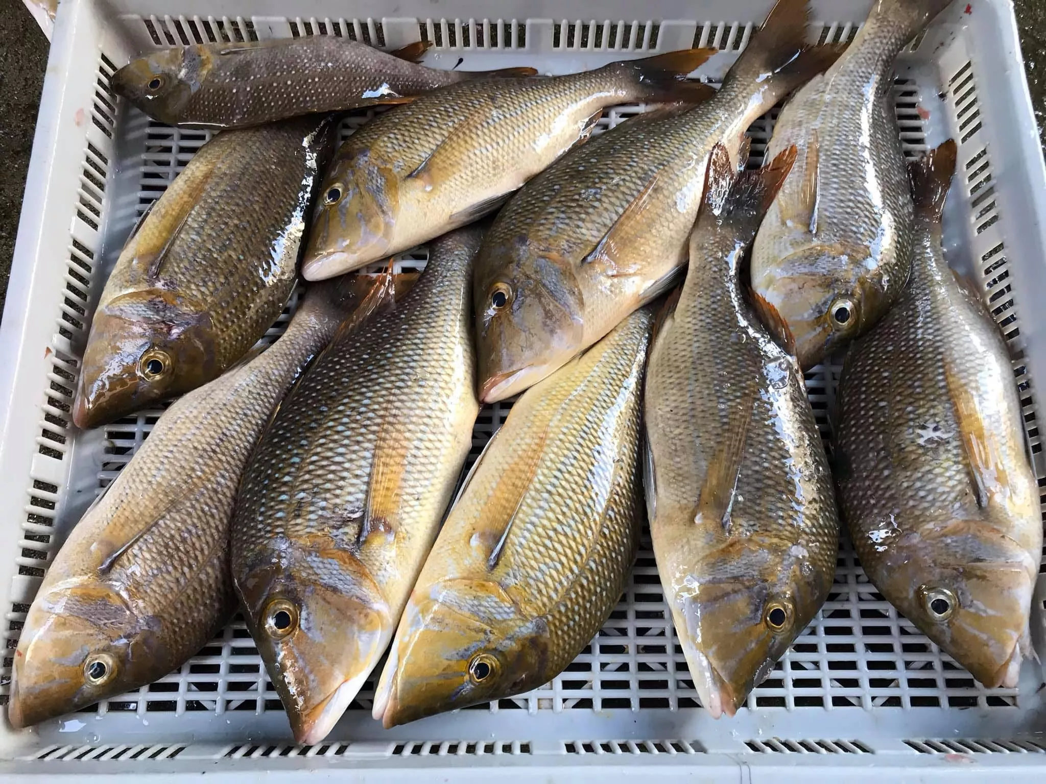 澎湖青嘴龍占 海釣青嘴魚 野生龍占 龍尖 龍占