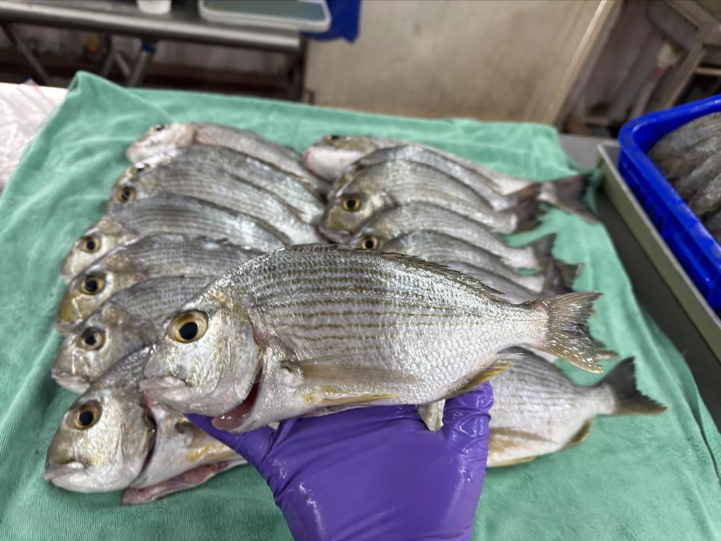 澎湖海釣邦頭魚(黃錫鯛魚) 肉質鮮甜