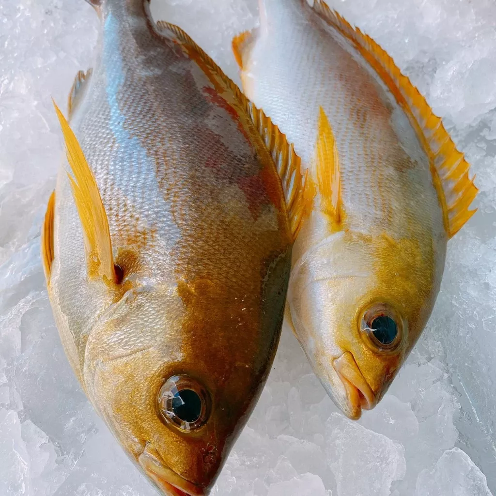 澎湖黃雞魚