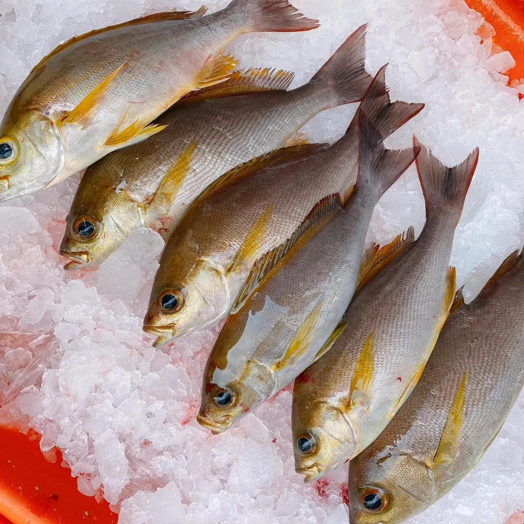 澎湖黃雞魚 海釣鮮魚季