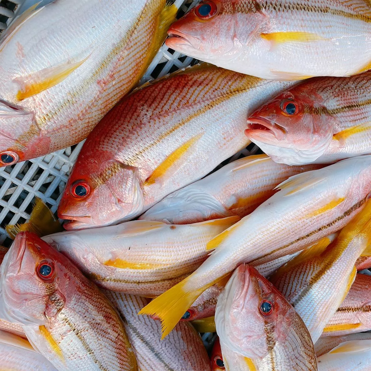 澎湖赤筆仔 縱帶笛鯛 黃記魚 海釣鮮魚季