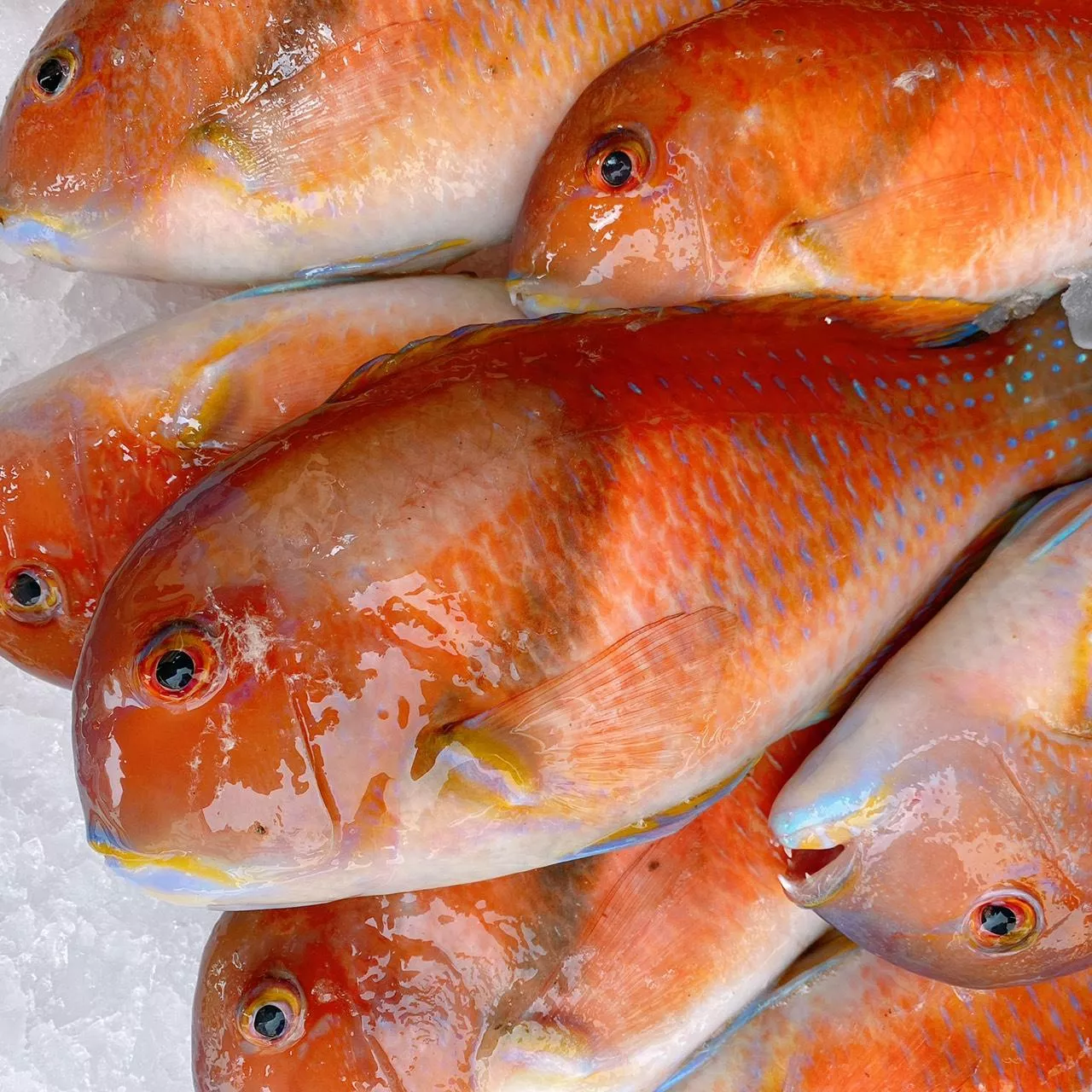 澎湖連仔魚 寒鯛 紅石佬 海釣鮮魚季