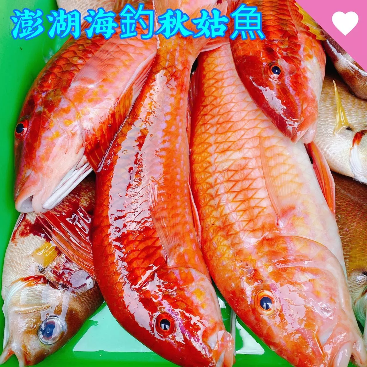 澎湖秋姑魚 魚肉有股龍蝦蟹香味  海釣鮮魚季