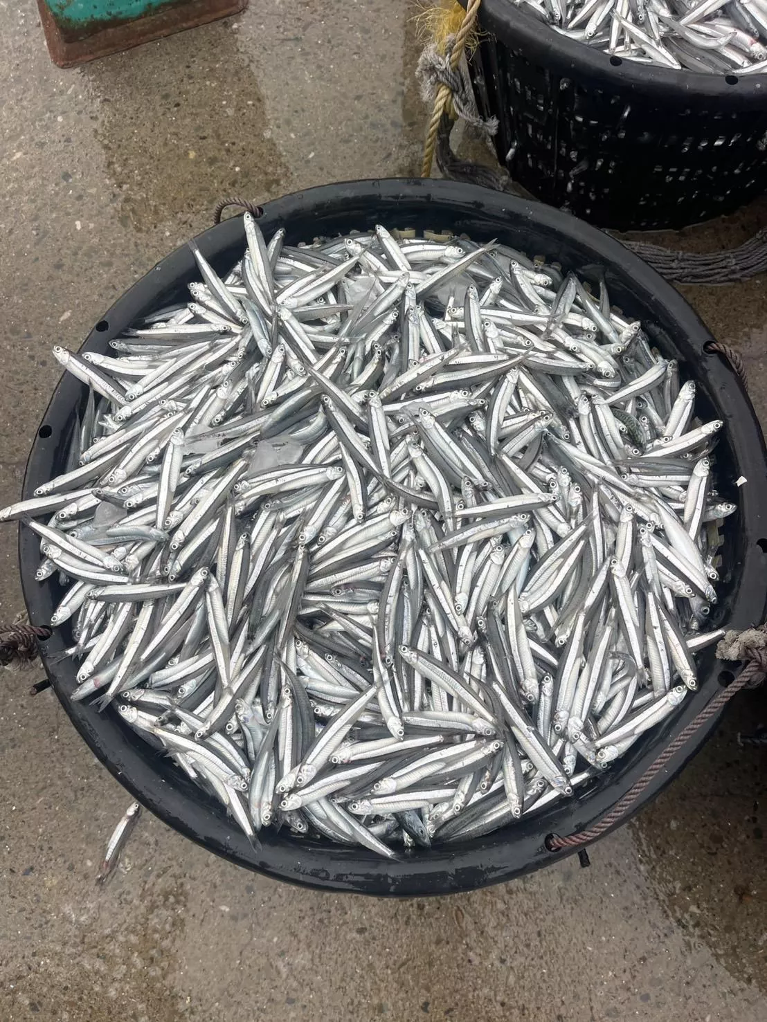 澎湖生堯仔魚~ 鱙仔魚 白堯魚 補充鈣質好營養