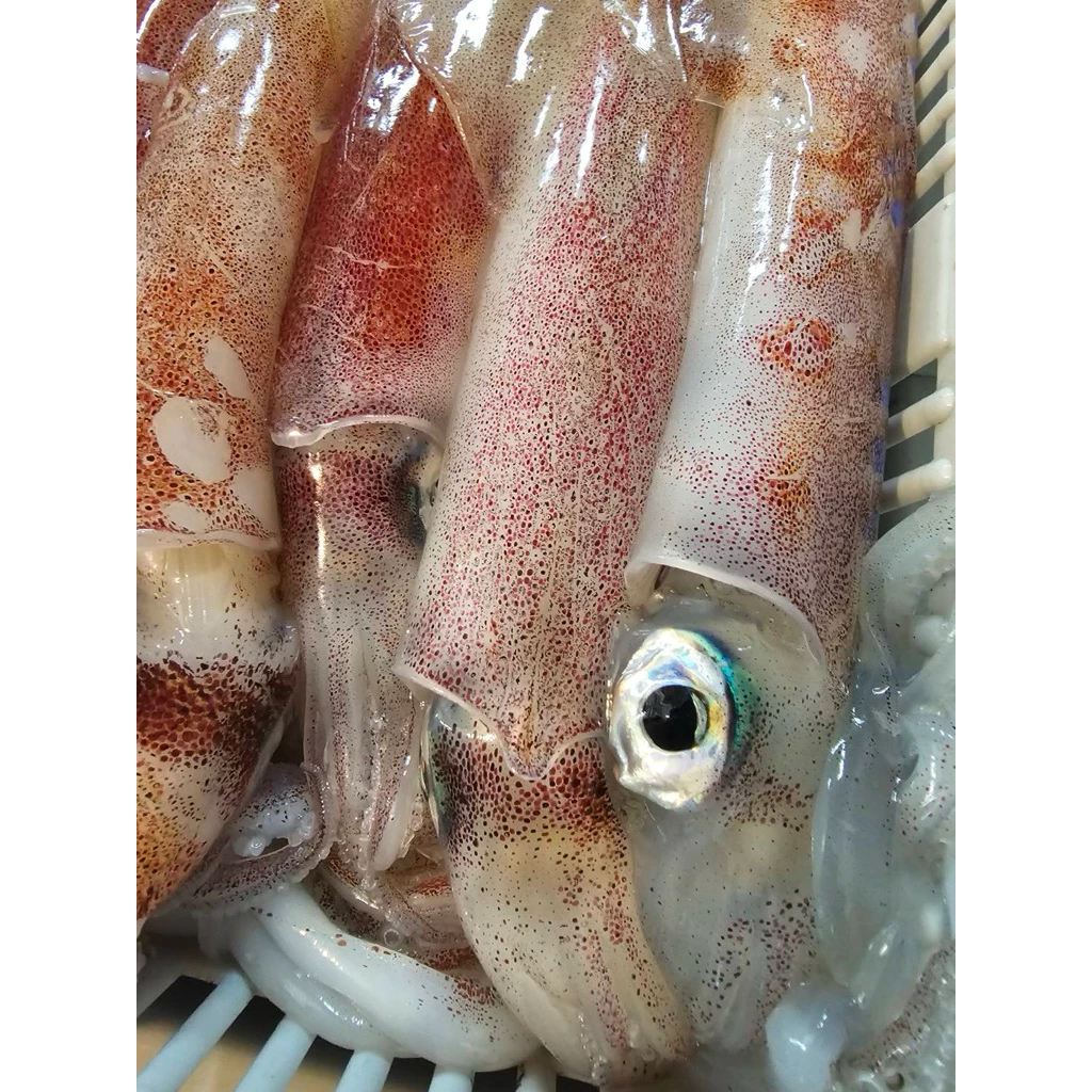 澎湖透抽 小管 小卷 (每包300g)