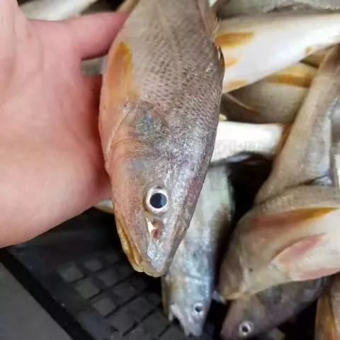 澎湖野生三牙魚｜三去處理ｘ清蒸香煎都鮮美