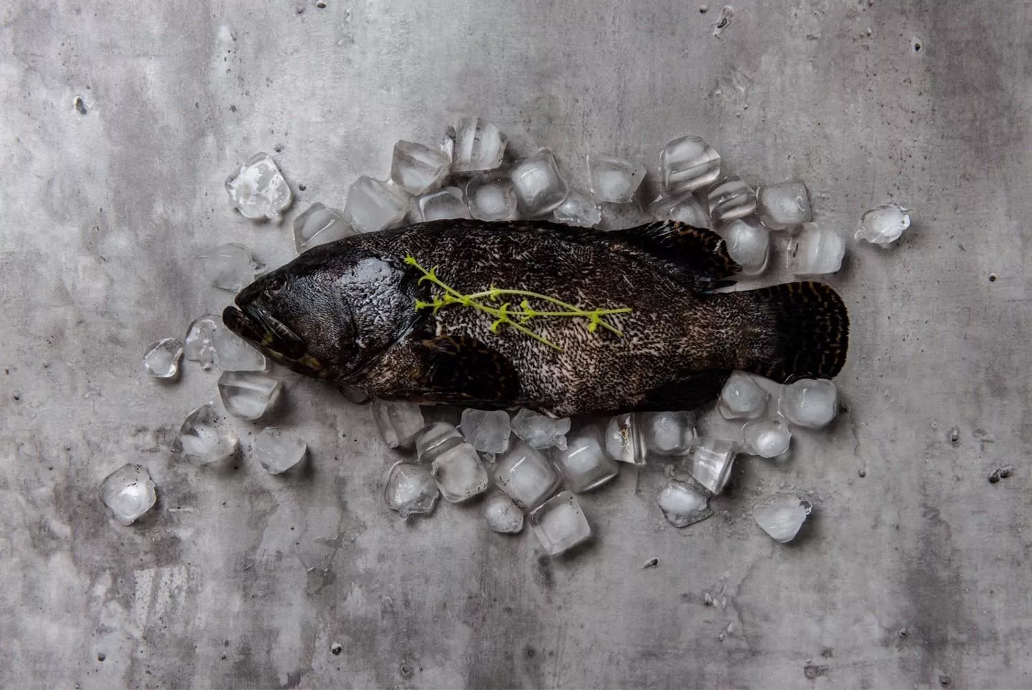 《澎湖名產》【海鳥愛吃】龍虎斑