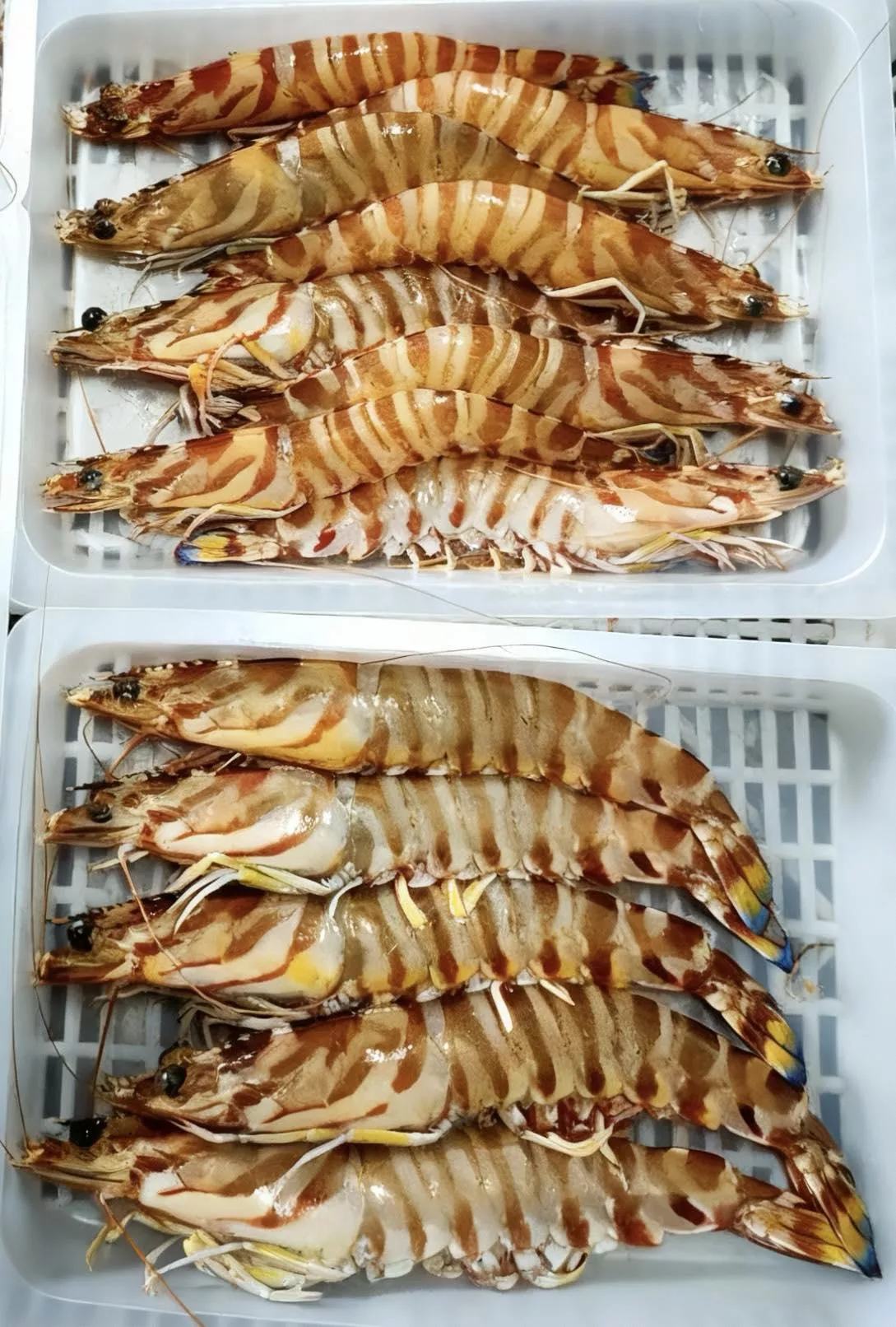 《澎湖名產》【海鳥愛吃】澎湖大明蝦 季節限定