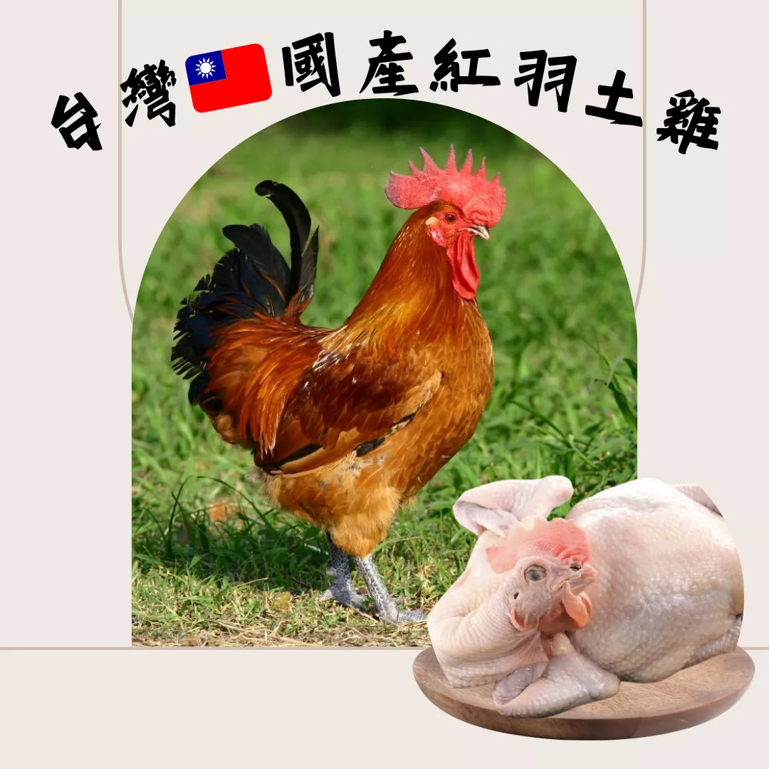 台灣🇹🇼國產紅羽土雞