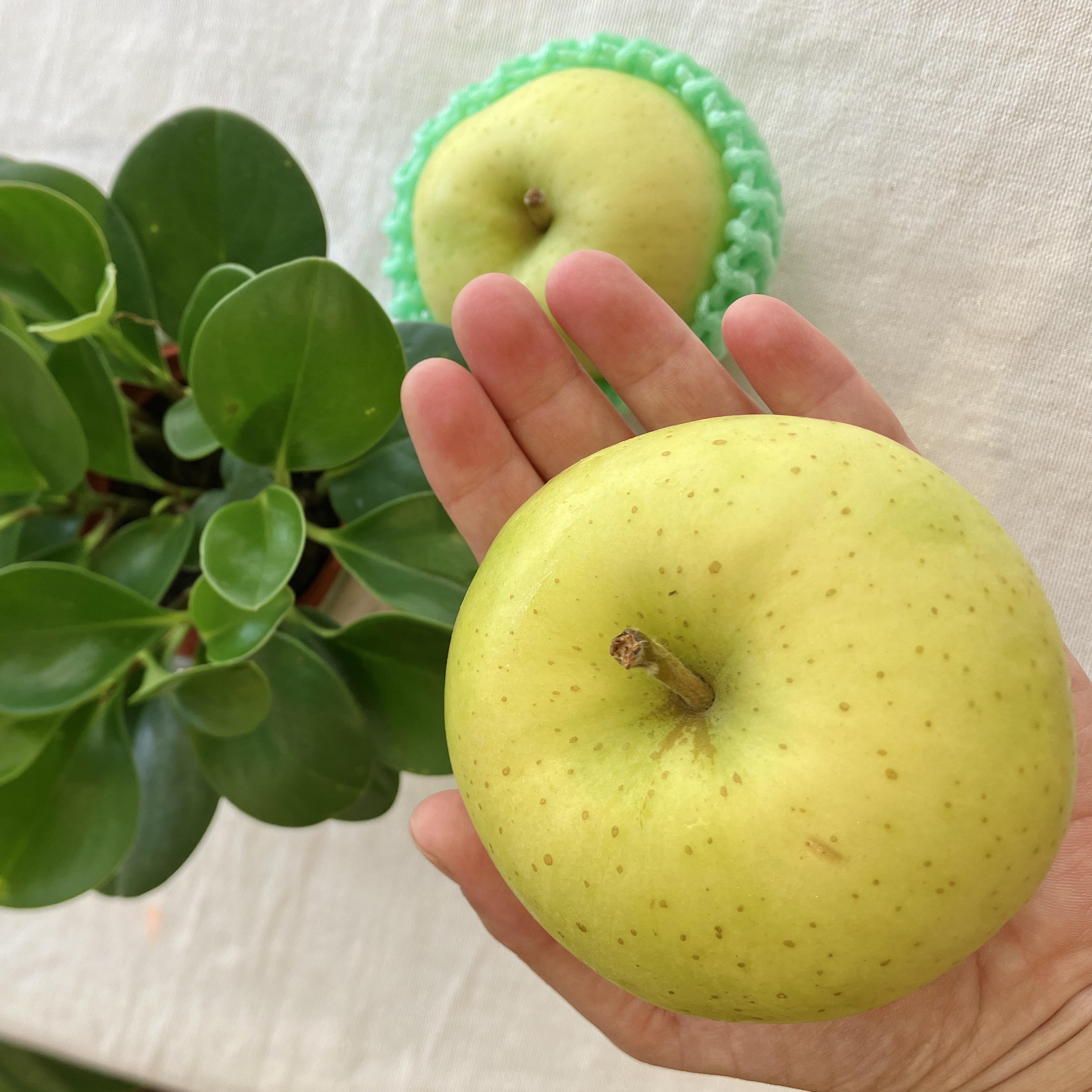 青森縣_水蜜桃蘋果(10月)