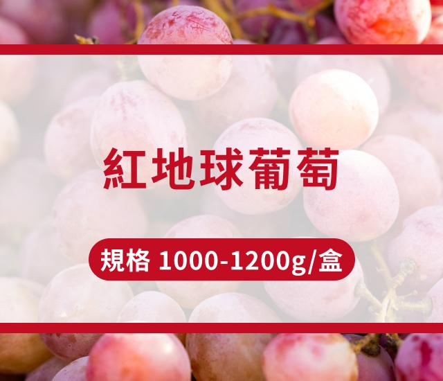 紅地球葡萄