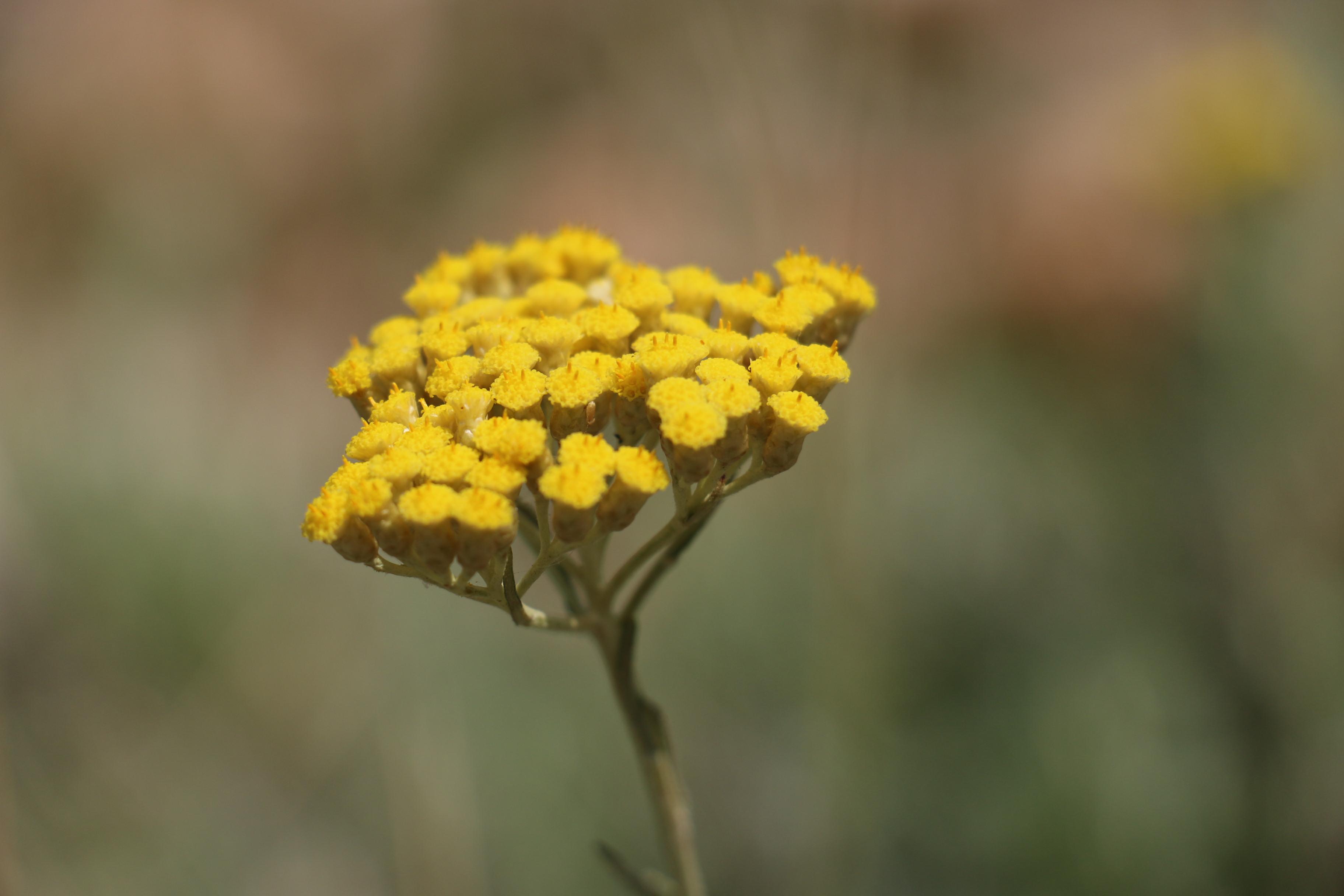 皮膚 菊科用油篇