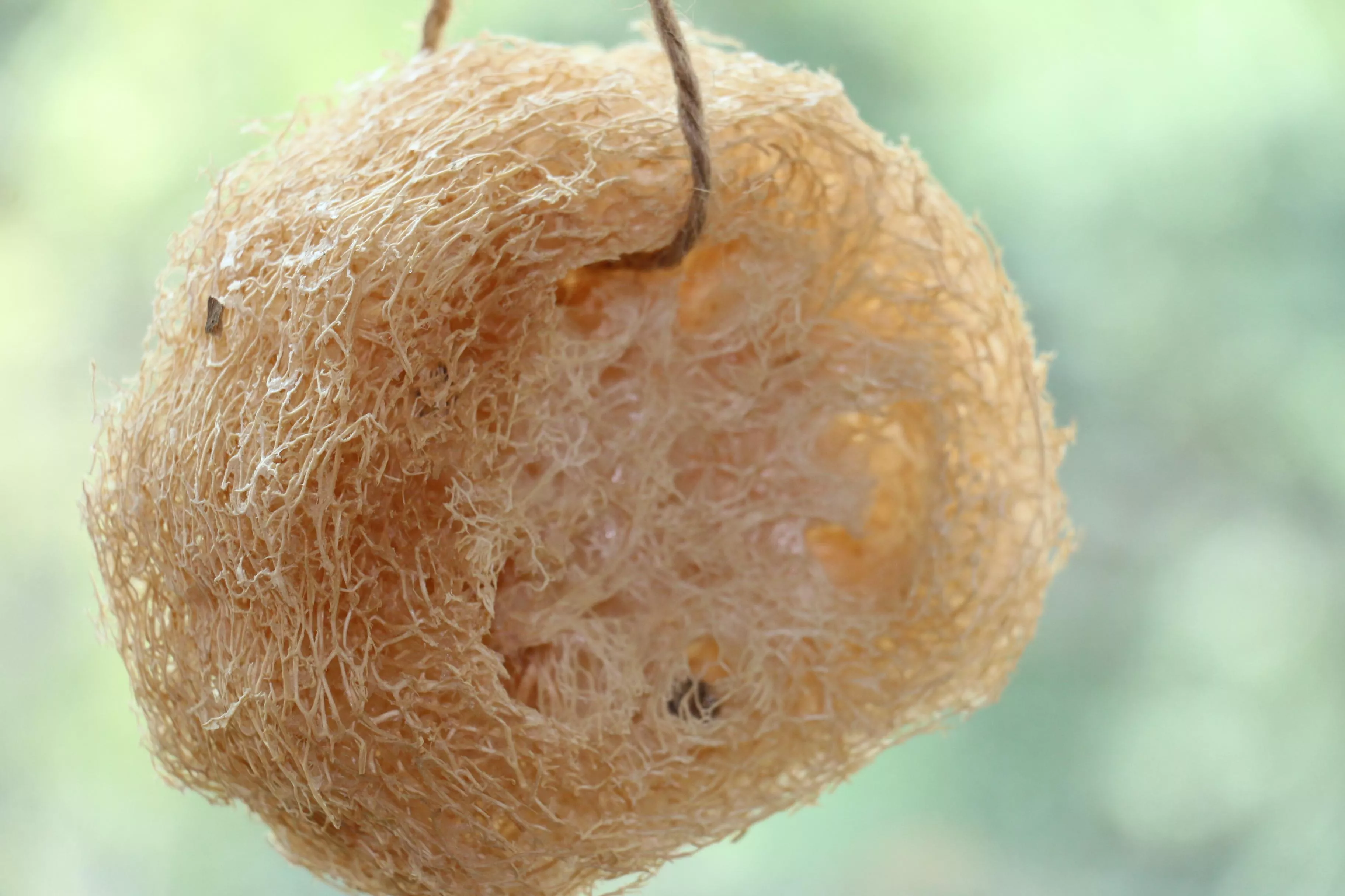 天然無毒絲瓜布  阿嬤的智慧 洗澡 洗碗皆宜 絲瓜天然乾躁而成 絕無漂白