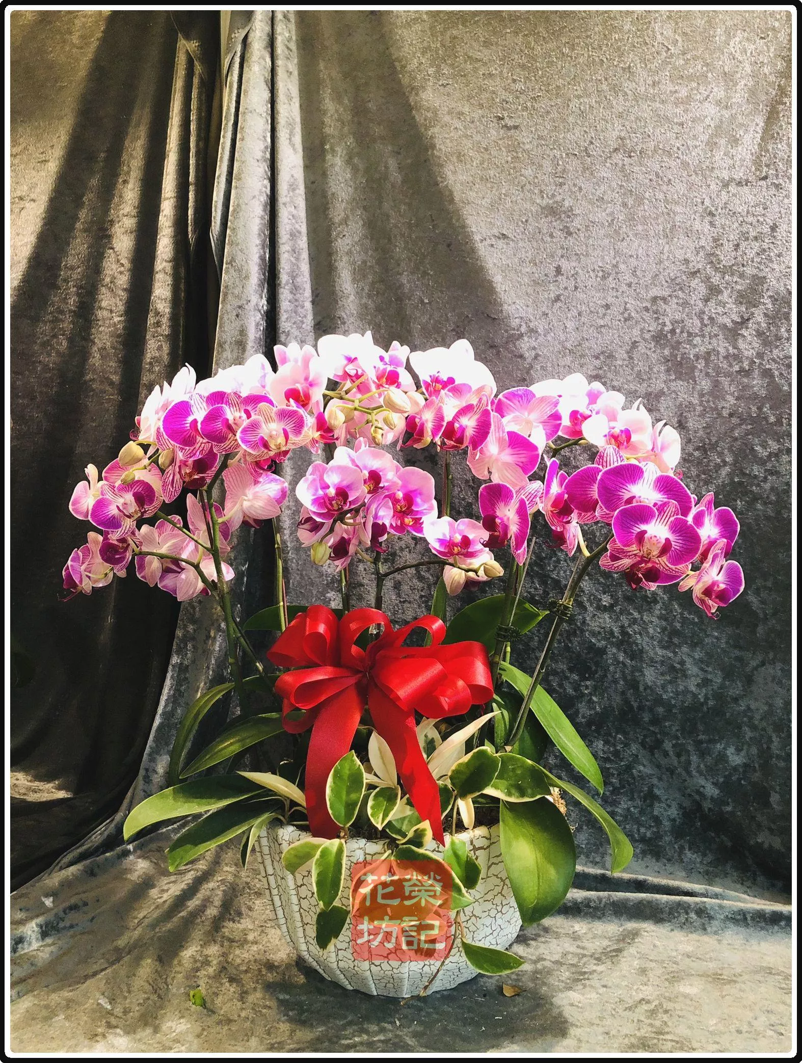 桌上型喜慶蘭花組合 | Tabletop Orchild for Celebration