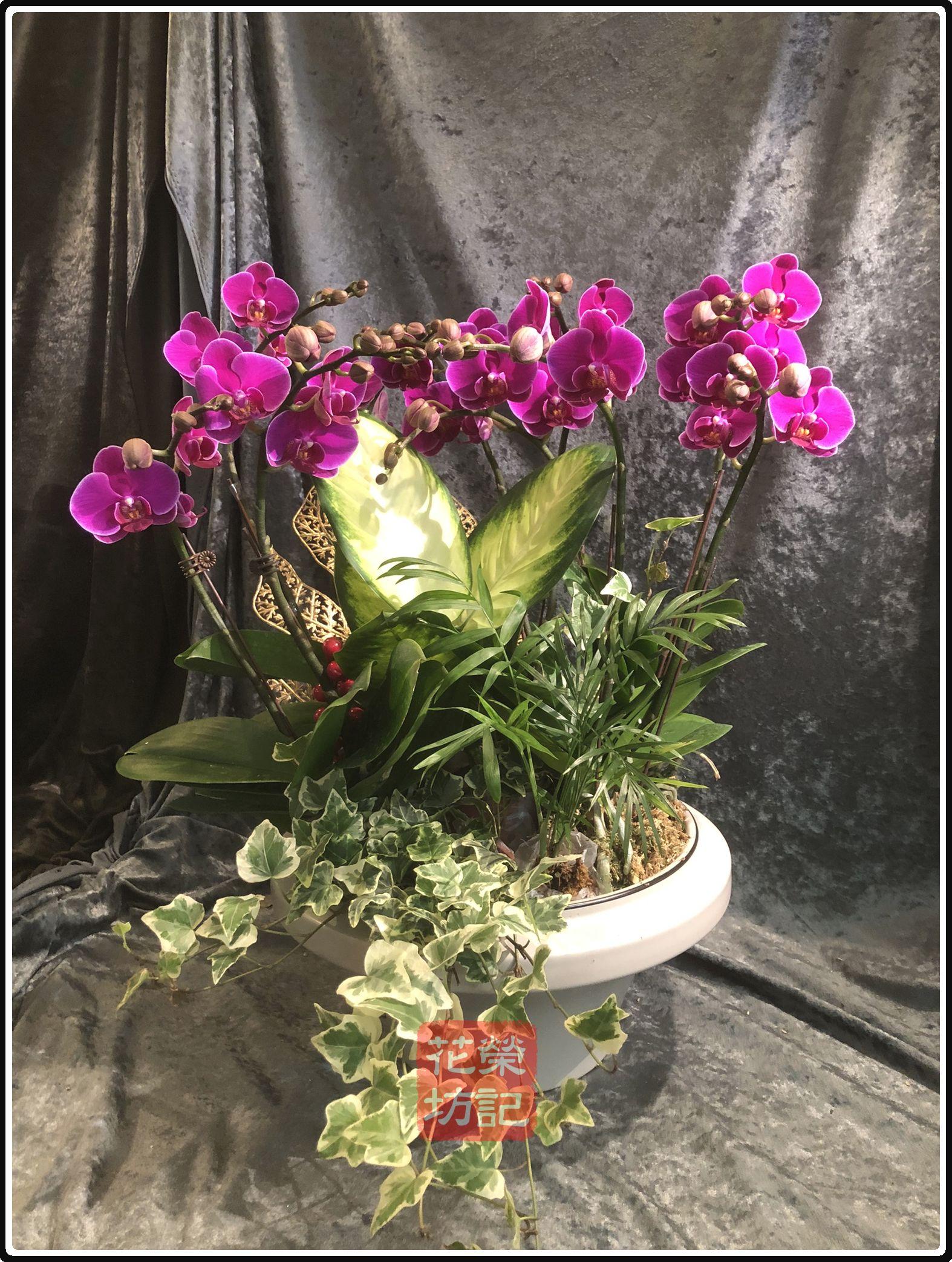 桌上型喜慶蘭花組合 | Tabletop Orchild for Celebration