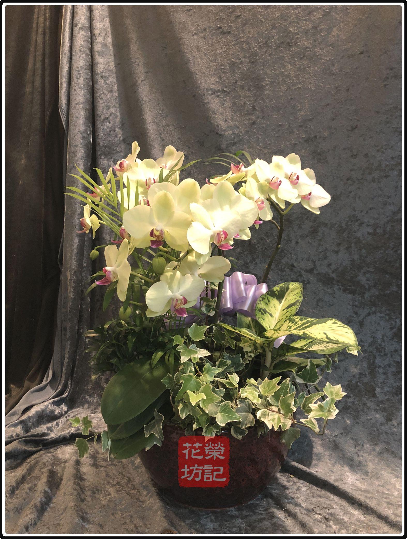 桌上型追思蘭花組合 | Tabletop Orchild for Condolece