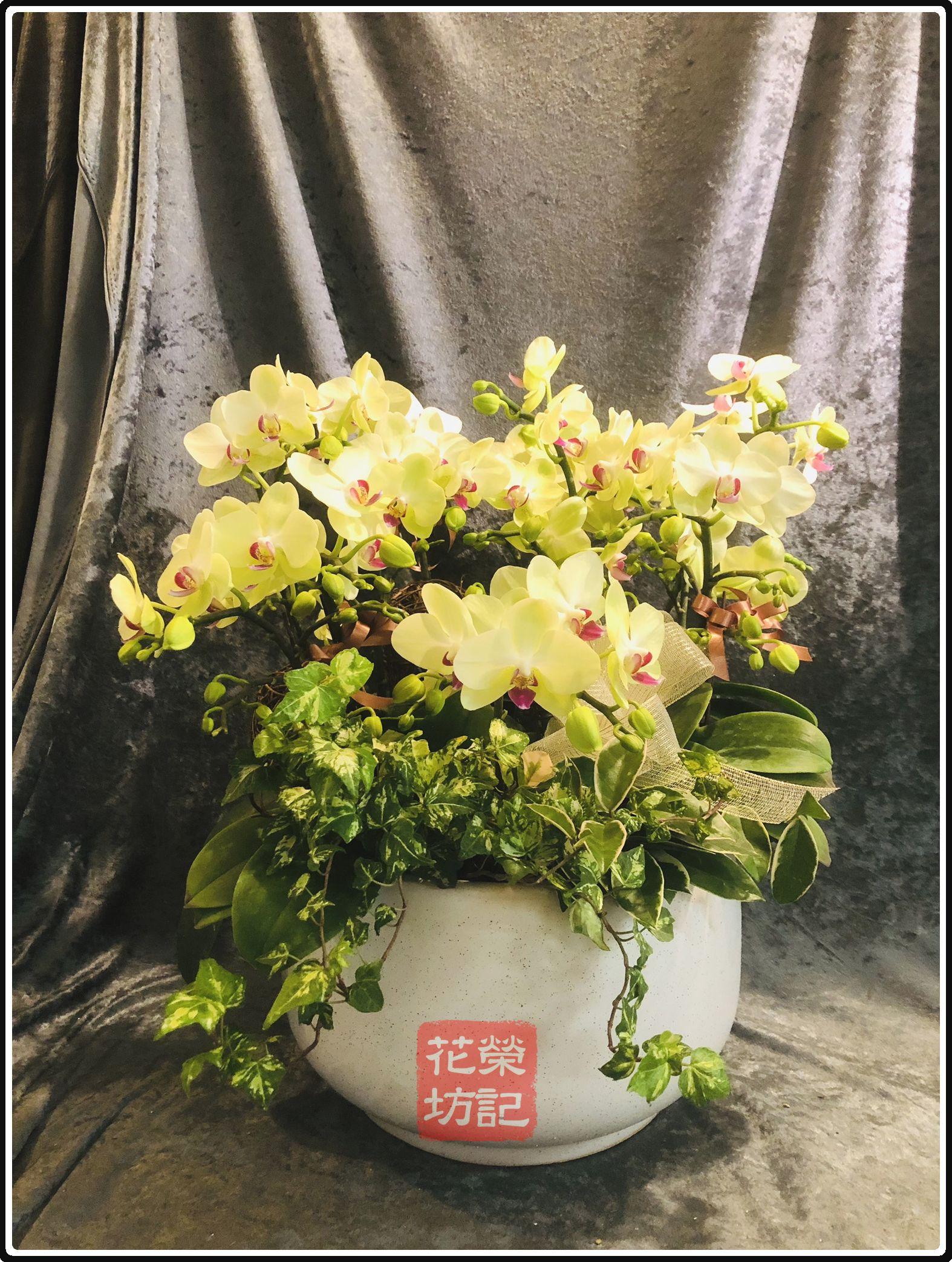 桌上型追思蘭花組合 | Tabletop Orchild for Condolece