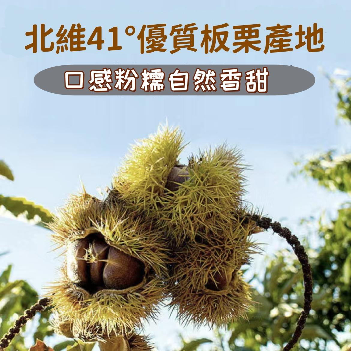 囍桂子 油栗仁