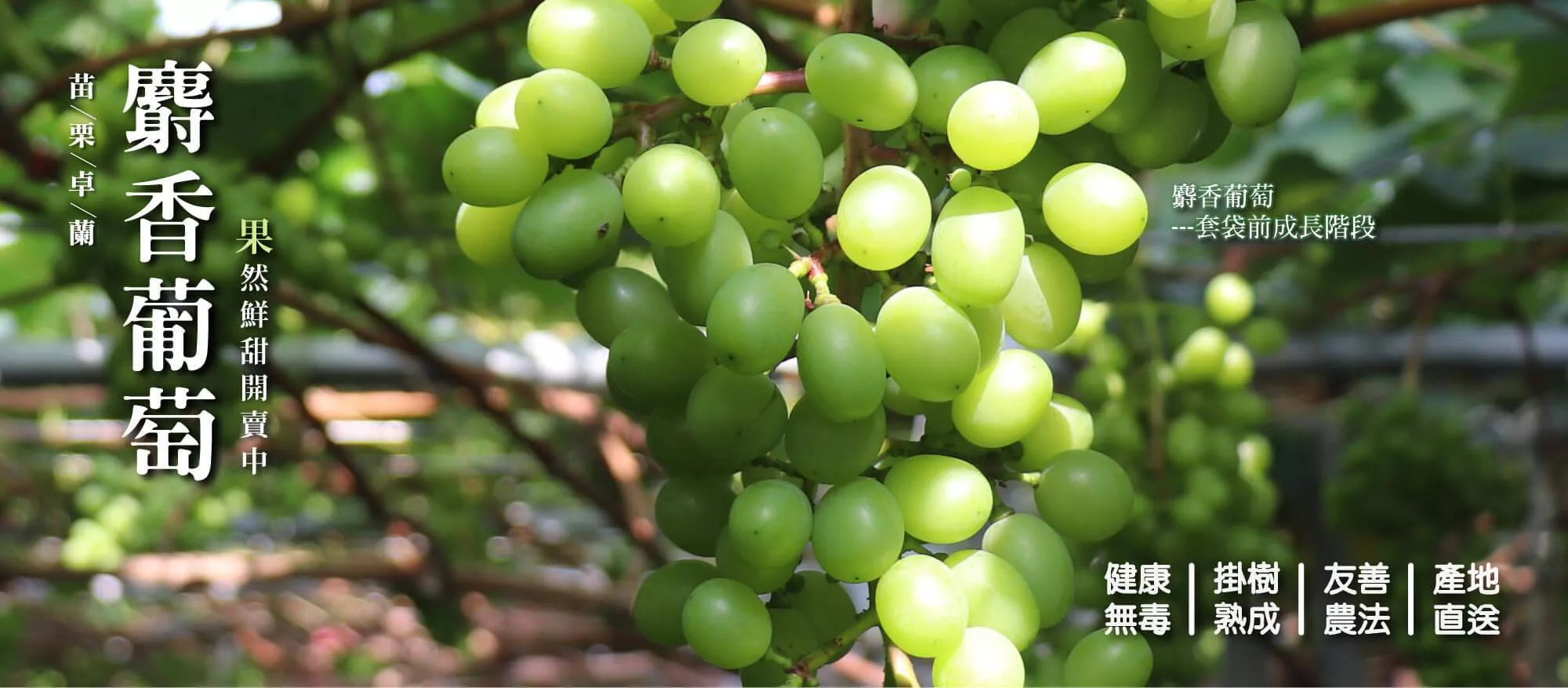 麝香葡萄-產地/台灣