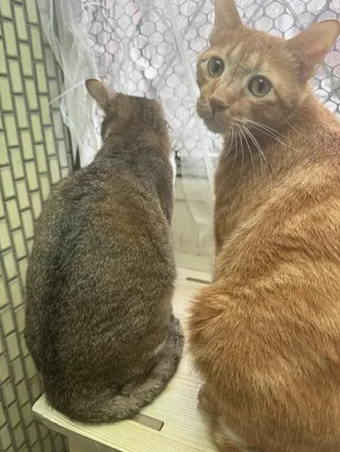 [ 飼主心得 ] 微瘦界小胖子 開箱 珮慈星系 超寵寵物營養粉