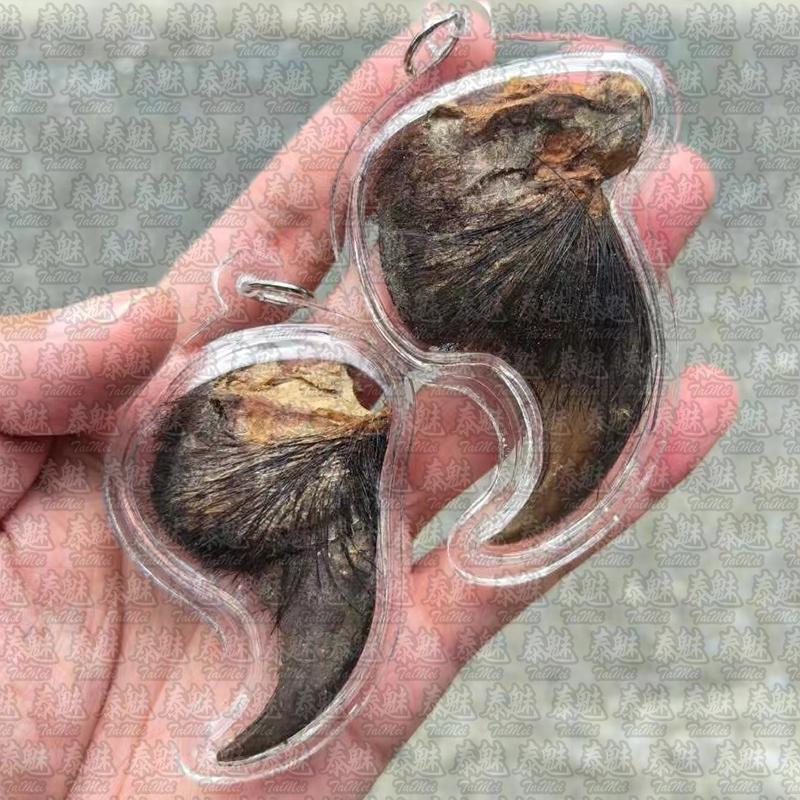 馬哈泰 招財熊爪