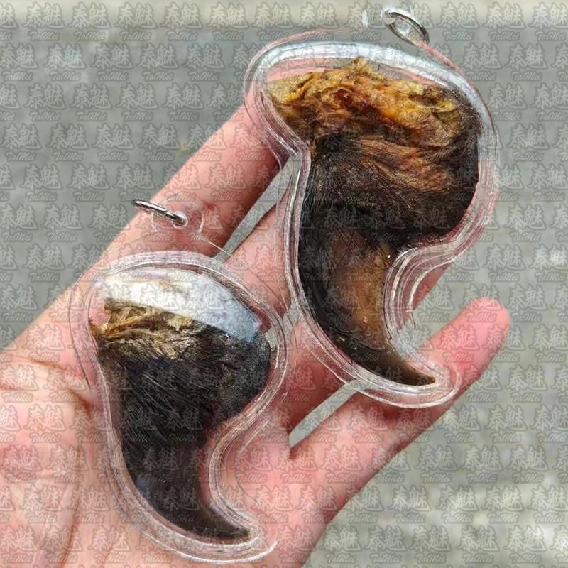 馬哈泰 招財熊爪