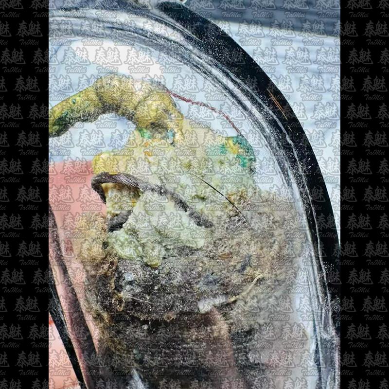 阿贊普丁 人皮拍嬰