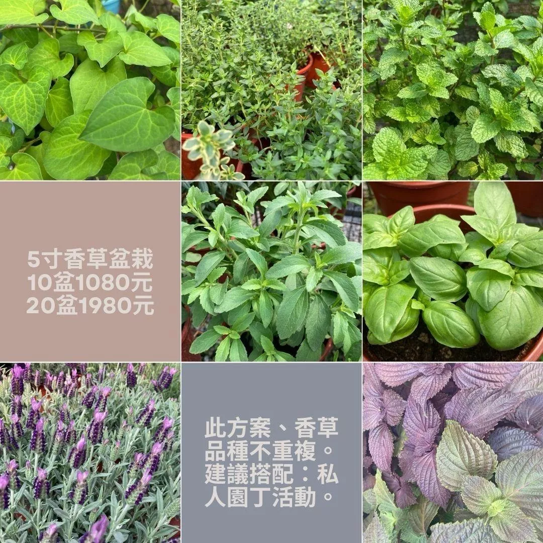 香草組合盆栽（10盆）
