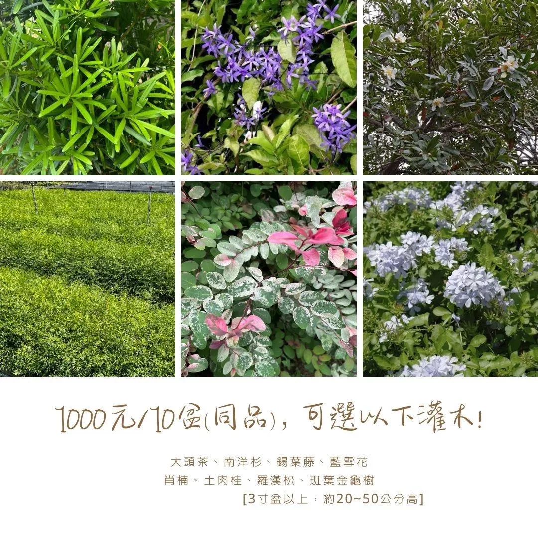 100元灌木類（10盆/組）