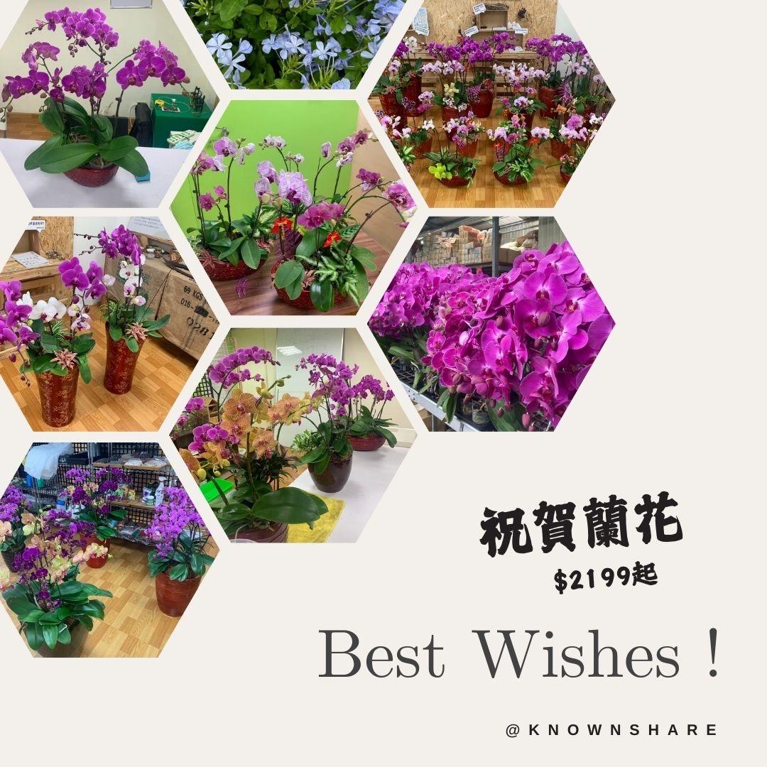 祝賀蘭花