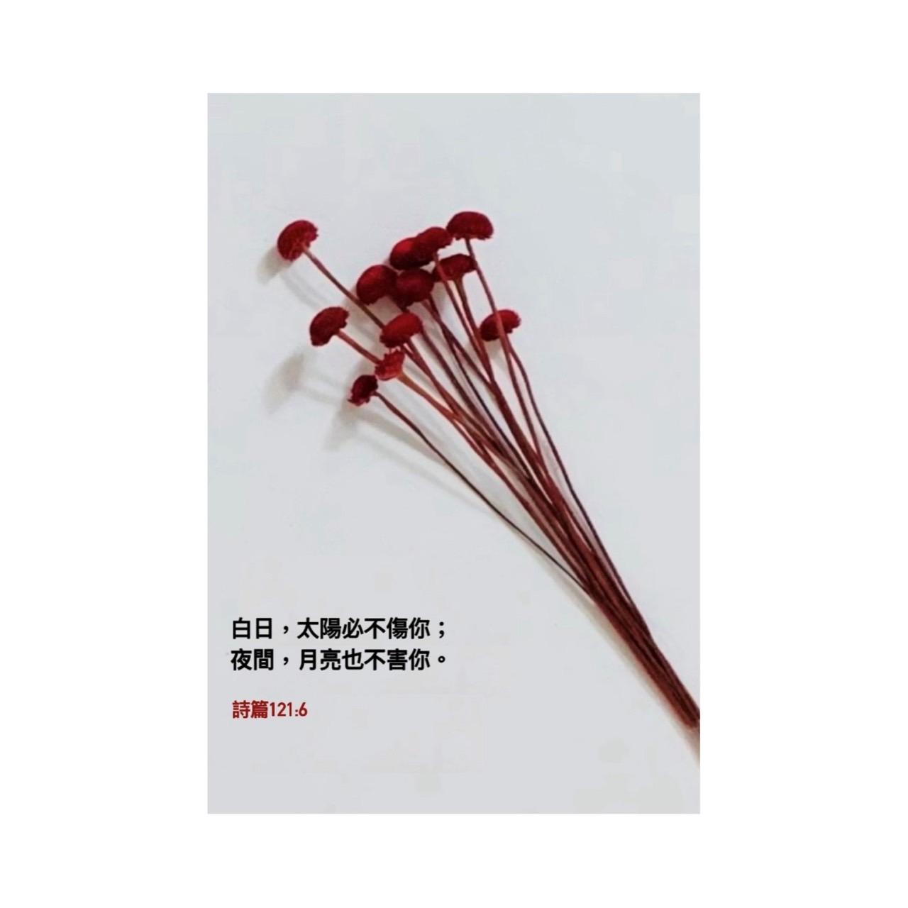 白天夜晚必不傷你