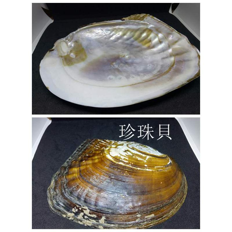 天然珍珠貝殼