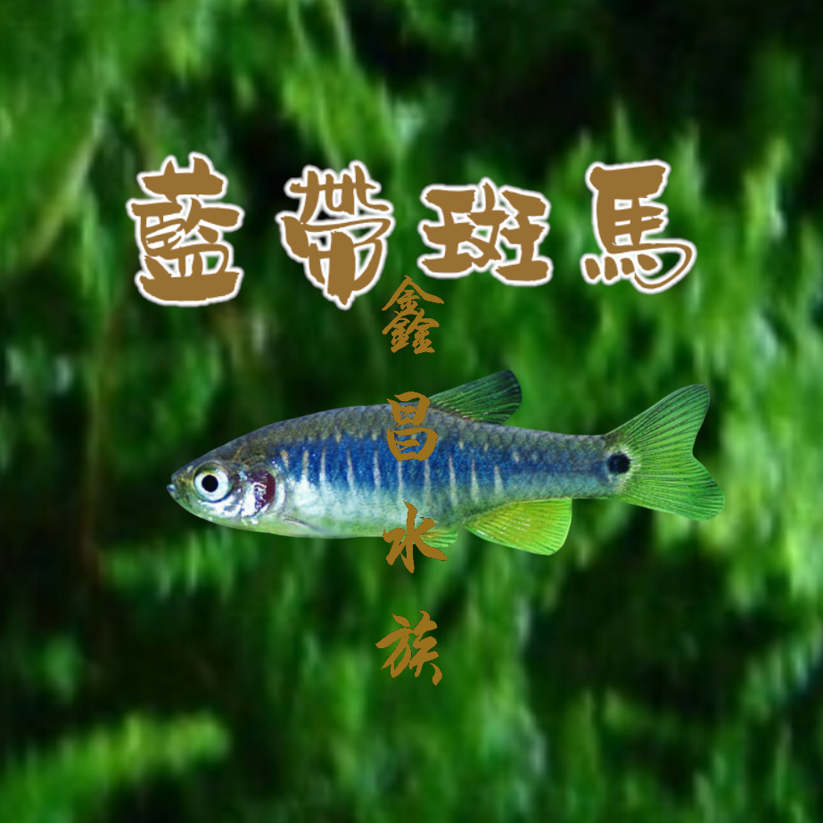 藍帶斑馬