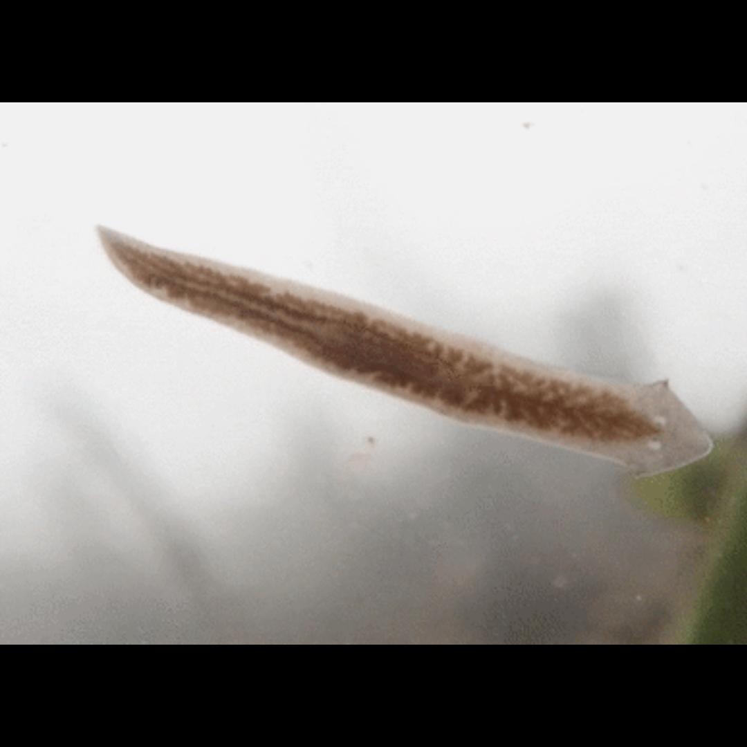 渦蟲處理、防範
