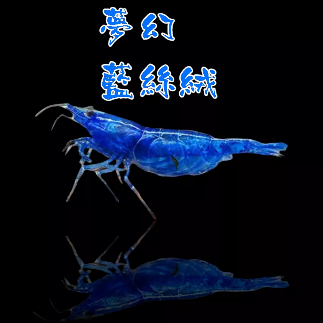 夢幻藍絲絨1.5cm/0.8cm