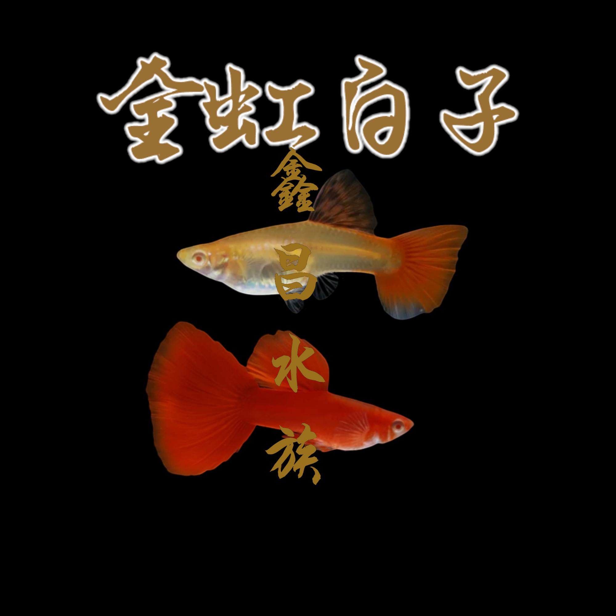 全紅白子孔雀魚（對魚）