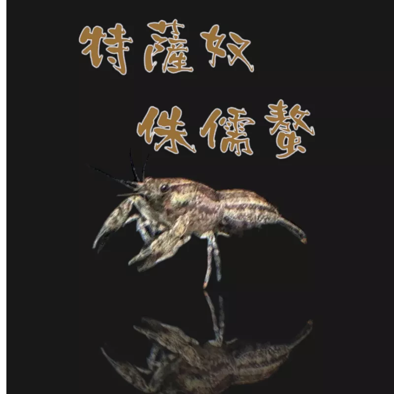 特薩奴侏儒螯蝦