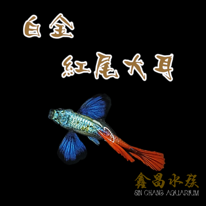 白金紅尾大耳孔雀魚（對魚）