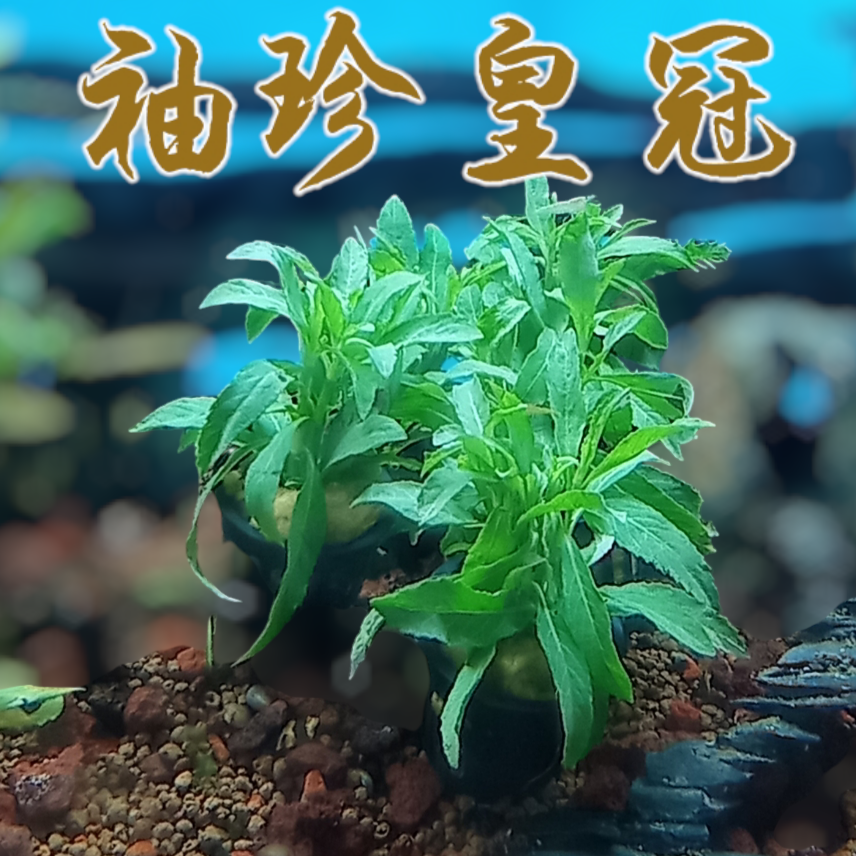 袖珍皇冠