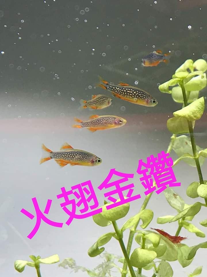 火翅金鑽