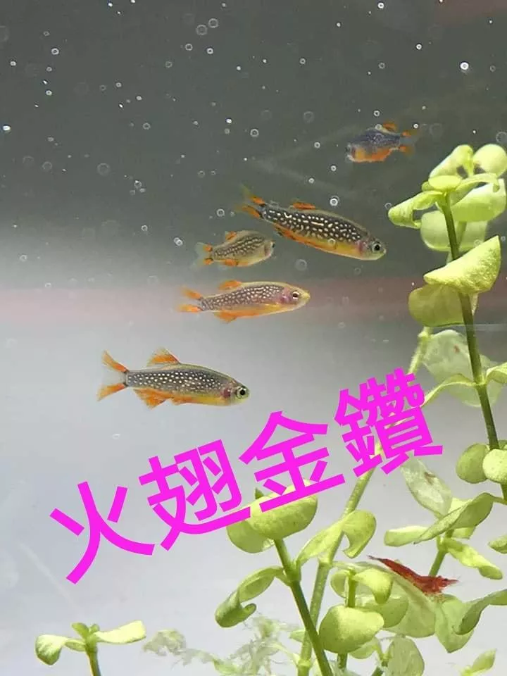 火翅金鑽