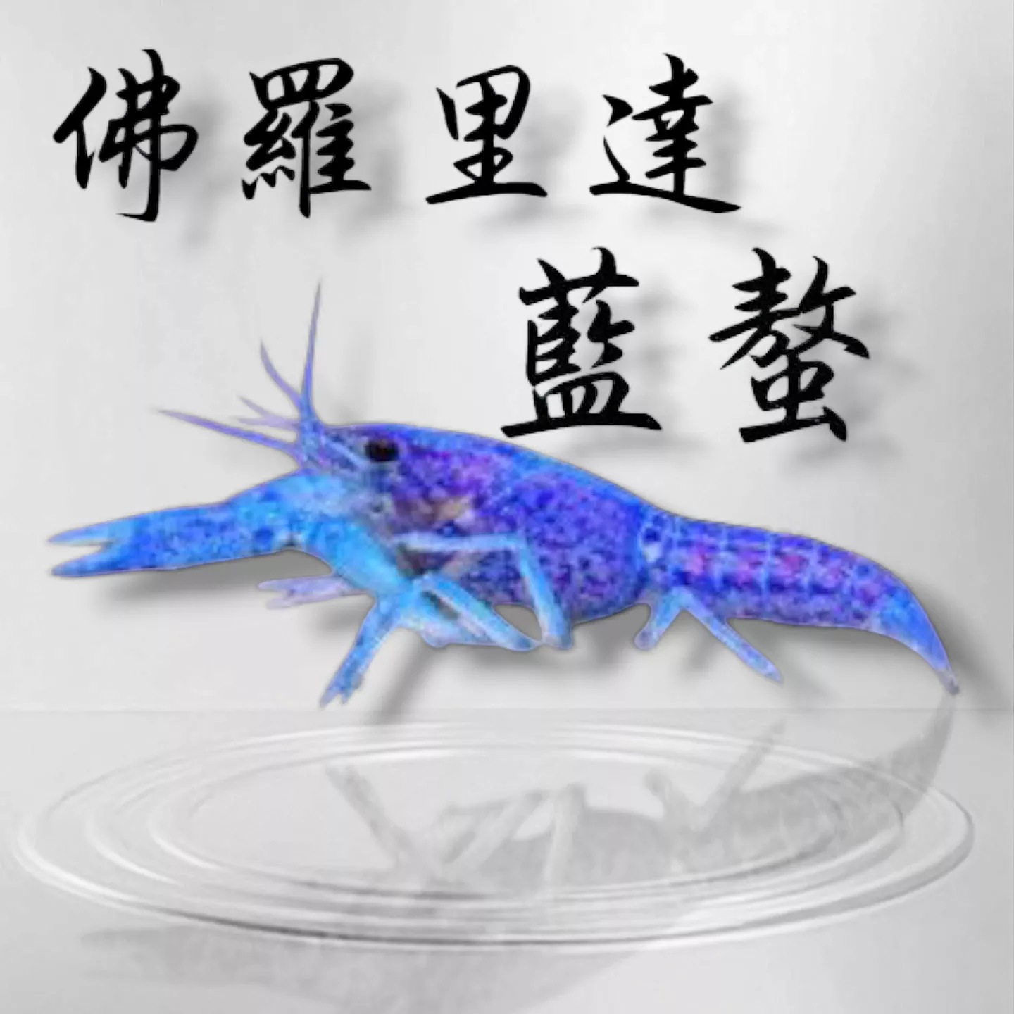 藍螯（佛羅里達藍螯）